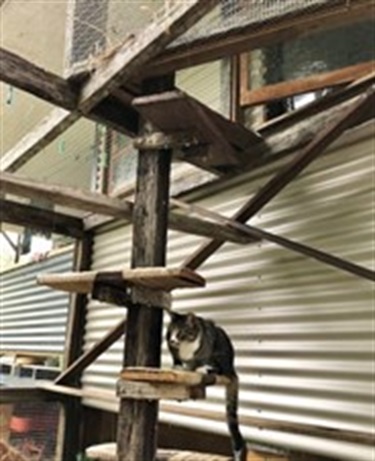 Image of a grey and white cat sitting on a timber step within a backyard cat enclosure.