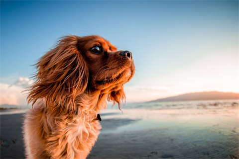 Dog on beach