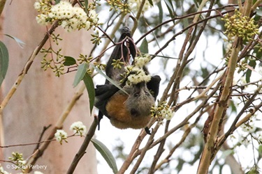 Flying-Fox eating from a native tree. Photo credit Sasha Parbery