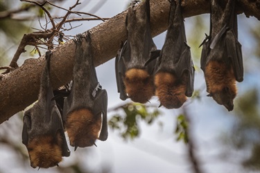 Flying-Fox photo by Judy Leitch