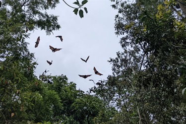 Flying-foxes in flight