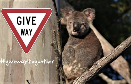 Give way to Gunther - a ten year old male koala.png