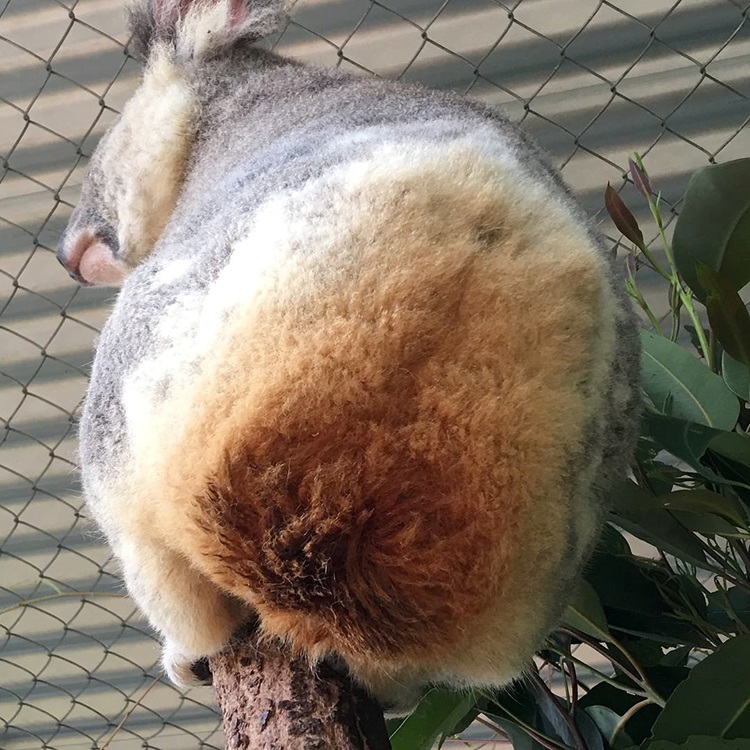 Koala brown chlamydia bottom - credit Friends of the Koala.jpg