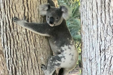 Koala in Byron Bay.jpg