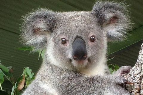 Koala unknown 2.jpg