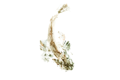 Dusky-Flathead-Print-.jpg