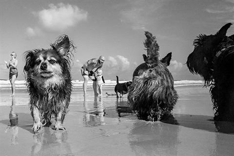 Beach-dog-exhibition-for-web.jpg