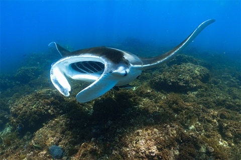 Black an dwhite manta ray on ocean floor with fins extended