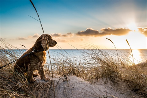 Dogs in Public Spaces_dog on beach for web.jpg