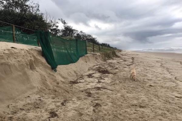 Dune fencing at New Brighton Beach