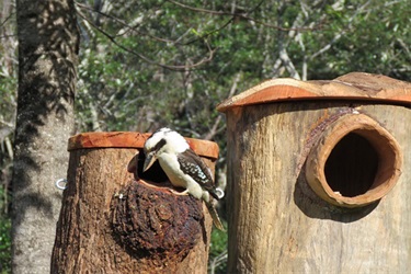 Kookaburra perched on nesting box.