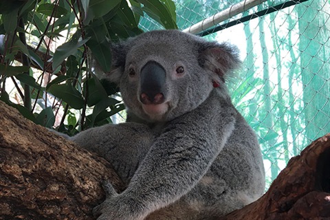 koala for web.jpg
