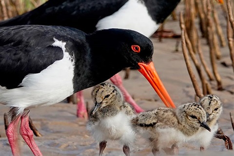 Pied-Oystercatcher-with-chicks-for-web.jpg