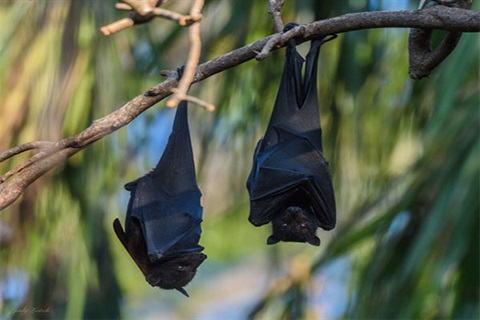 Two-flying-foxes-hanging-in-tree-Judy-Leitch