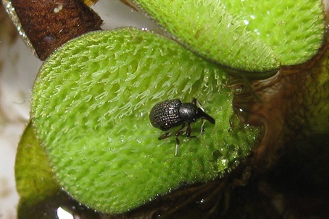 Weevil-for-web.jpg