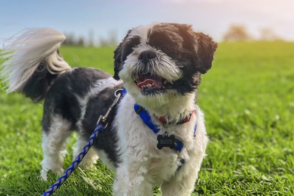 Photo by Brady Wakely on Unsplash Happy dog on leash at park
