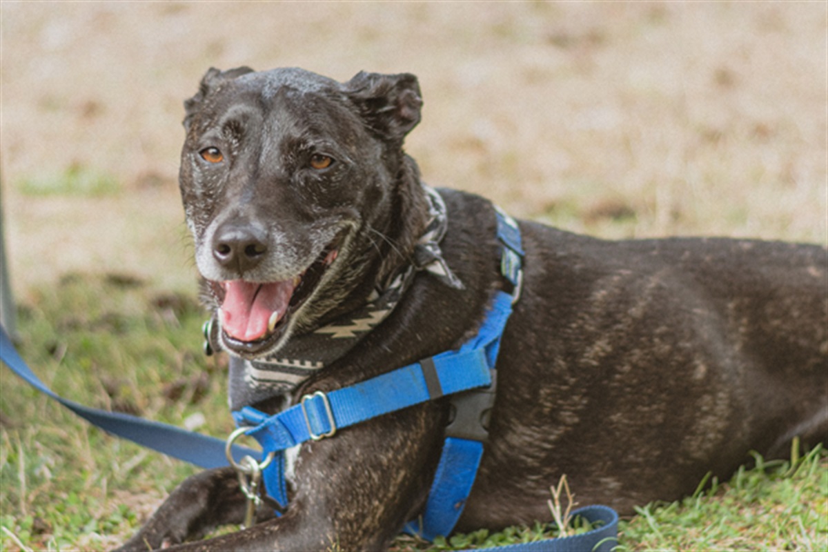 pets-in-the-pound-byron-shire-council