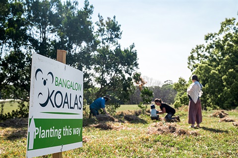Bangalow Koalas sign
