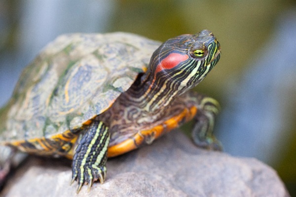 Red-eared slider turtle 1.jpg