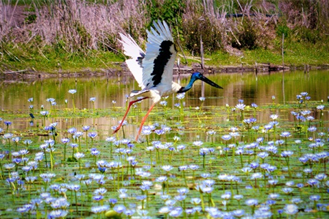 Jabiru at the Byron Bay Wetlands