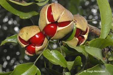 Diploglottis campbelii with small leaved-Tamarind photo credit Hugh Nicholson