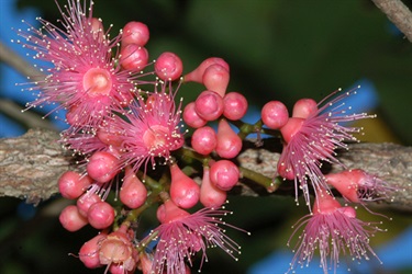 Durobby Syzygium moorei