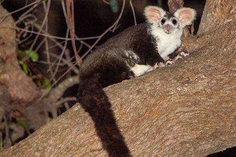 IMAGE-1_Greater-Glider_Locky-Cooper.jpg