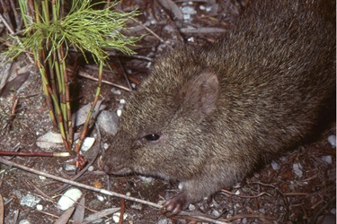Long nosed Potoroo in its natural habitat Photo credit David Milledge
