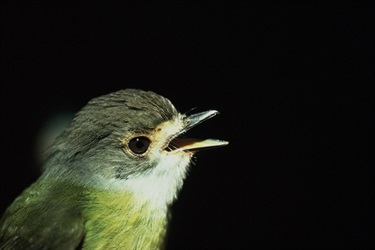 Pale yellow Robin photo credit David Milledge