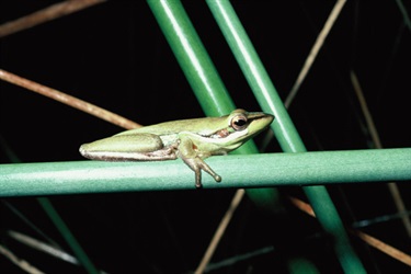 Wallum Sedge Frog photo credit David Milledge