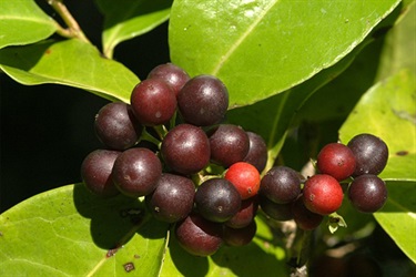 Xylosma terrae reginae Hugh-Nicholson