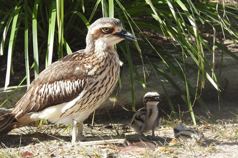 Bush Stone Curlew family standing under a bush credit David Charley