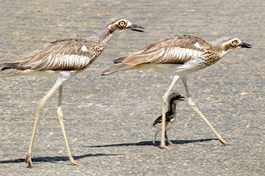 Curlew family crossing the road credit Theo Spykers