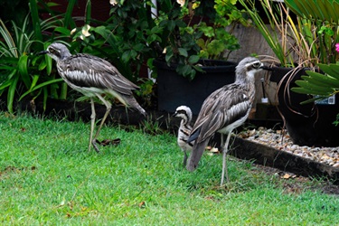 Curlew family in garden Credit Theo Spykers