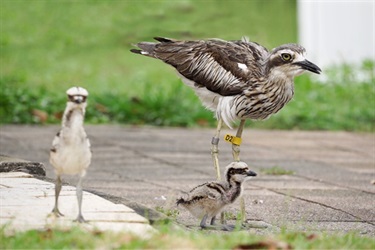 Curlew with chicks Credit Paul Daley @alushforest