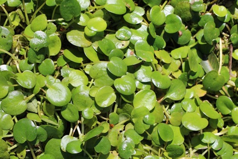 Frogbit water weed