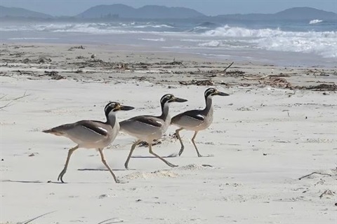 3 Curlew birds walking side by side on the sandy beach shoreline, backed by a white washed waves of the coastline and mountainous ridgeline.