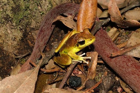 Frog with brown back, yellow underside and black eyes perched among bark and leaf litter.