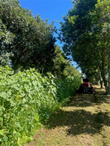 Mown-grass-under-trees-with-interrow-diversity-retained.jpg