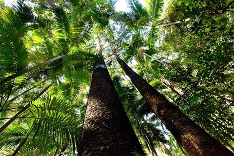 View up several tall, narrow, brown tree trunks to a view of the lush sub tropical canopy underside.