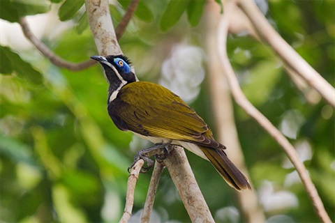 Birds of Byron web version Blue-faced Honeyeater.jpg