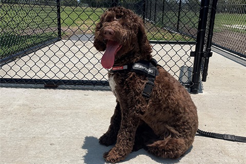 Brown, fluffy, dog with tongue out sitting outside fenced, grassy area
