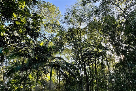 photo of trees and palms with blue sky behind