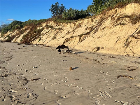 New Brighton dune erosion following Tropical Cyclone Alfred