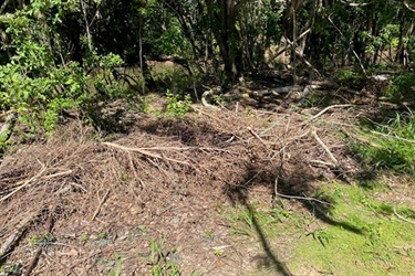 Palm fronds illegally dumped in the drain