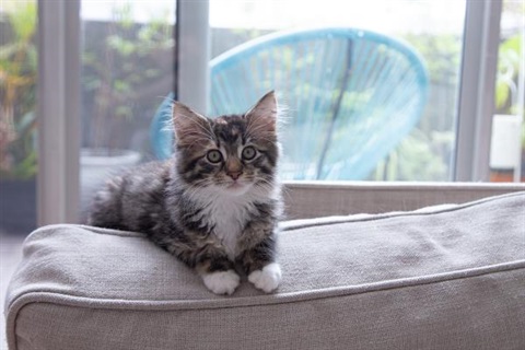 Kitten sitting on a lounge