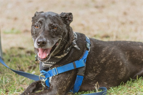 Photo by Tom Garrity on Unsplash Panting dog on blue leash.