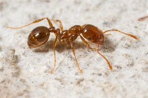 Red imported fire ant.jpg
