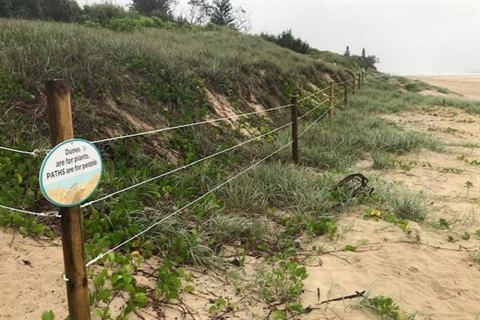 Wire fencing with wood posts of a revegetated beach dune.
