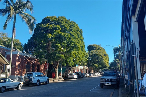 Leopard-trees-and-palms-in-Byron-Street.jpg